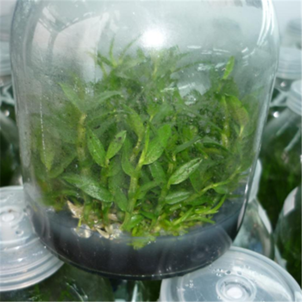 c(din)鿴Ԕ(x)Ϣ(bio)}Herba Dendrodii Pot Seedlings xΔ(sh)2169